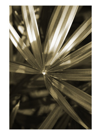 Abstract Leaves Xxxvii by Miguel Paredes Pricing Limited Edition Print image
