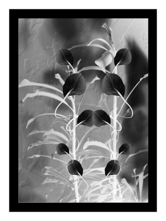 Intertwine X by Miguel Paredes Pricing Limited Edition Print image