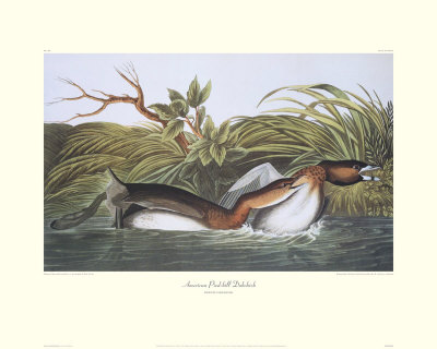 American Pied-Bill Dobchick by John James Audubon Pricing Limited Edition Print image