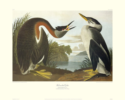 Red-Necked Grebe by John James Audubon Pricing Limited Edition Print image
