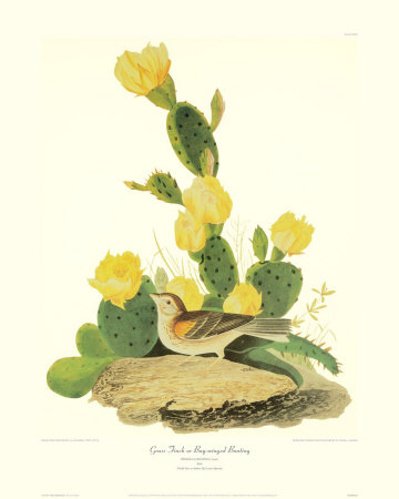 Grass Finch Or Bay-Winged Bunting by John James Audubon Pricing Limited Edition Print image