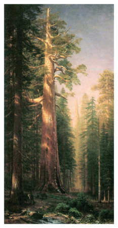 Giant Trees, Mariposa Grove, California by Albert Bierstadt Pricing Limited Edition Print image