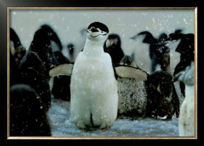 Pygoscelis Antarctica (Penguin) by Steve Bloom Pricing Limited Edition Print image