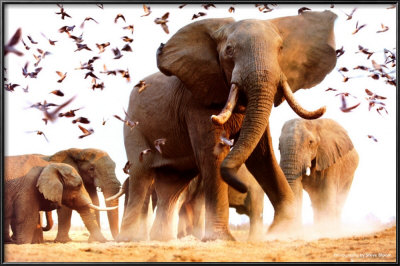Elephant Herd by Steve Bloom Pricing Limited Edition Print image