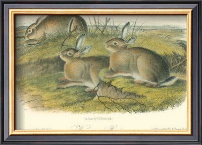 Wormwood Hare by John James Audubon Pricing Limited Edition Print image