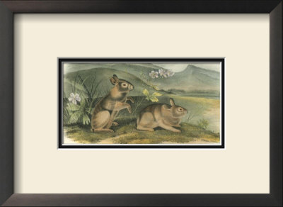 Nuttall's Hare by John James Audubon Pricing Limited Edition Print image