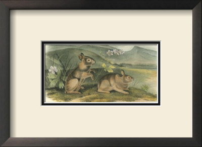 Nuttall's Hare by John James Audubon Pricing Limited Edition Print image