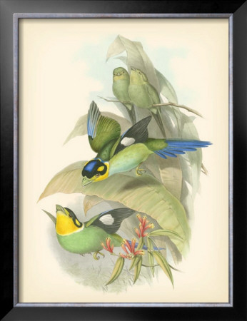Birds Of The Tropics I by John Gould Pricing Limited Edition Print image
