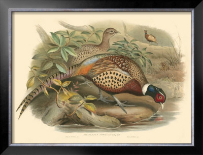 Pheasants I by John Gould Pricing Limited Edition Print image