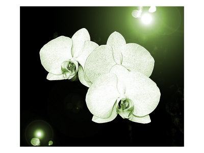Water Orchids by Miguel Paredes Pricing Limited Edition Print image