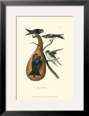 Purple Martin by John James Audubon Pricing Limited Edition Print image