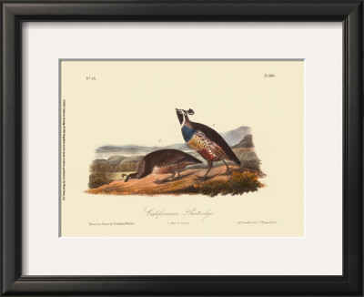 California Partridge by John James Audubon Pricing Limited Edition Print image