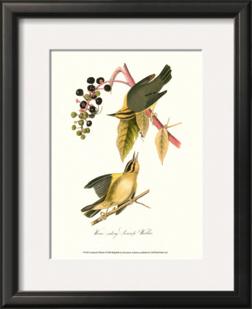 Warbler by John James Audubon Pricing Limited Edition Print image