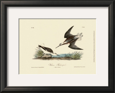 Wilson's Phalaropel by John James Audubon Pricing Limited Edition Print image