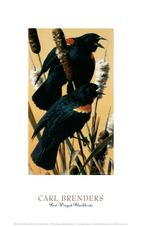 Red-Winged Blackbirds by Carl Brenders Pricing Limited Edition Print image