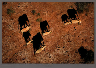 Elephants At Amboseli National Park by Steve Bloom Pricing Limited Edition Print image