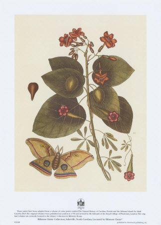 Butterfly Botanical I by Mark Catesby Pricing Limited Edition Print image