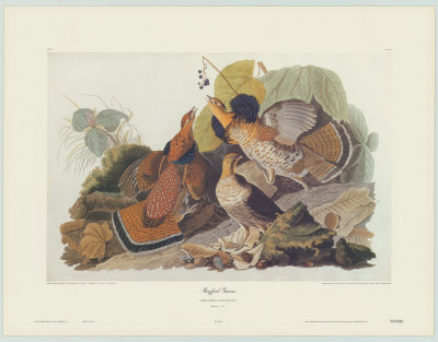 Ruffed Grouse by John James Audubon Pricing Limited Edition Print image