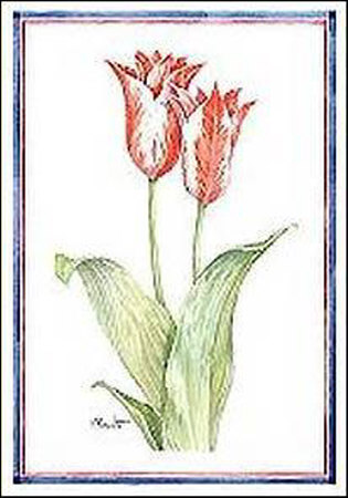 Tulipa Van Dyke by Paul Brent Pricing Limited Edition Print image