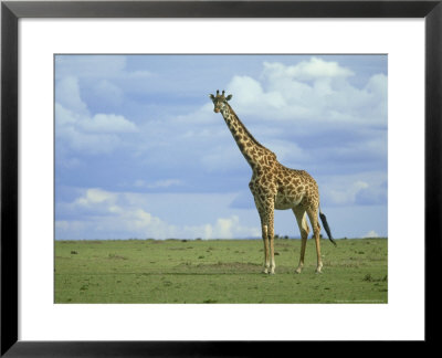 Kenyan Giraffe, Giraffa Camelopardalis Tippelskirchi Masai Mara G.R., Kenya by Adam Jones Pricing Limited Edition Print image