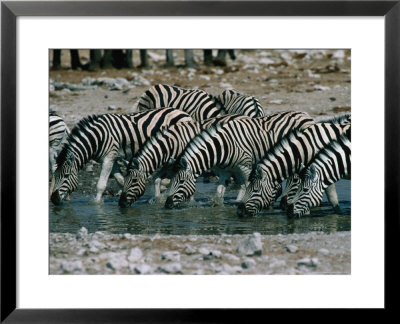 Zebras (Equus Burchellii) Drinking From Waterhole, Etosha National Park, Namibia by Dennis Jones Pricing Limited Edition Print image