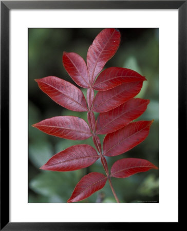 Shining Sumac In Autumn, Kentucky, Usa by Adam Jones Pricing Limited Edition Print image