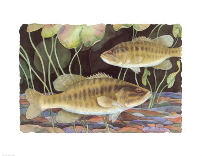 Smallmouth Bass by Paul Brent Pricing Limited Edition Print image