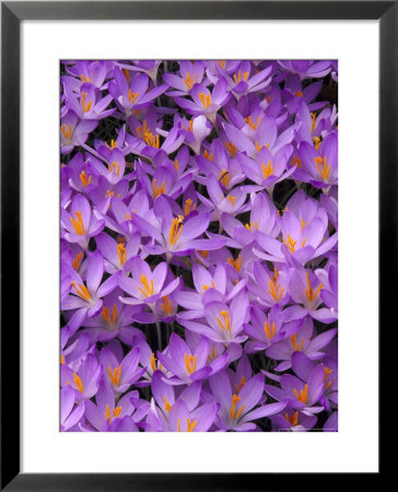 Crocus, Pattern In Flowers, Ky by Adam Jones Pricing Limited Edition Print image