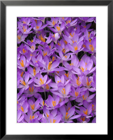 Crocus, Pattern In Flowers, Ky by Adam Jones Pricing Limited Edition Print image