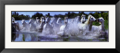 Camargue Horses by Steve Bloom Pricing Limited Edition Print image