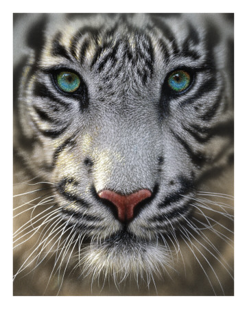 White Tiger by Collin Bogle Pricing Limited Edition Print image