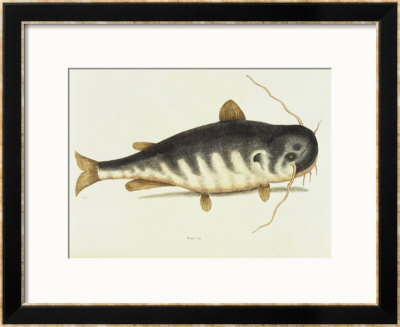 Catfish by Mark Catesby Pricing Limited Edition Print image
