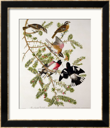 Rose-Breasted Grosbeak From Birds Of America by John James Audubon Pricing Limited Edition Print image