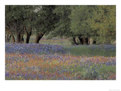 Texas Paintbrush And Bluebonnets Below Oak Trees, Hill Country, Texas, Usa by Adam Jones Pricing Limited Edition Print image