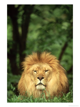 Lion, Panthera Leo Adult Male by Adam Jones Pricing Limited Edition Print image