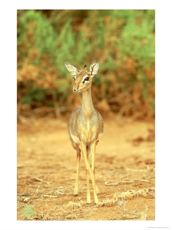 Guenthers Long-Snouted Dik-Dik by Adam Jones Pricing Limited Edition Print image