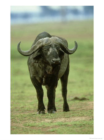 Cape Buffalo, Syncerus Caffer Caffer Masai Mara Game Reserve, Kenya by Adam Jones Pricing Limited Edition Print image