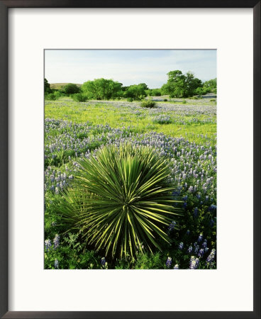 Yucca, And Bluebonnets, Texas Hill Country by Adam Jones Pricing Limited Edition Print image