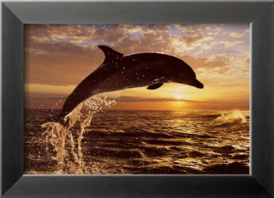 Bottlenose Dolphin At Sunset by Steve Bloom Pricing Limited Edition Print image