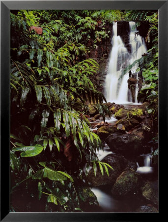 Rainforest Waterfall, Hawaii by William Neill Pricing Limited Edition Print image