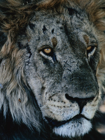 Portrait Of Elderly Lion (Panthera Leo), Selinda Reserve, Botswana by Dennis Jones Pricing Limited Edition Print image