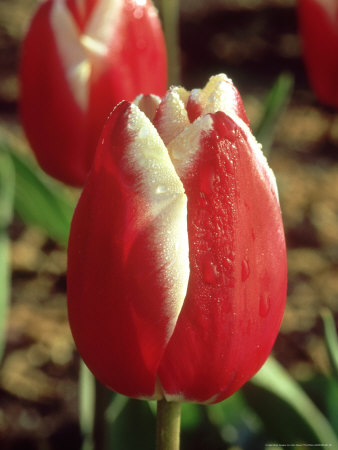 Tulip, Tulipa Leen Van Der Mark April by John Glover Pricing Limited Edition Print image