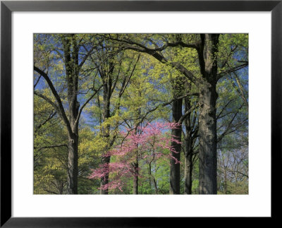 Eastern Redbud Among Oak Trees, Kentucky, Usa by Adam Jones Pricing Limited Edition Print image