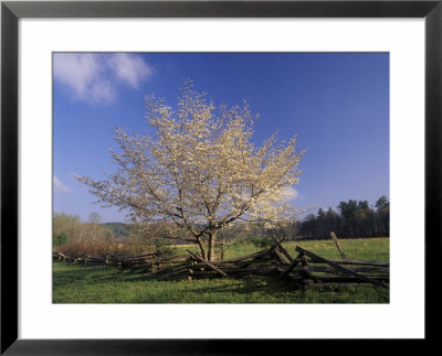 Flowering Dogwood Tree And Rail Fence, Great Smoky Mountains National Park, Tennessee, Usa by Adam Jones Pricing Limited Edition Print image