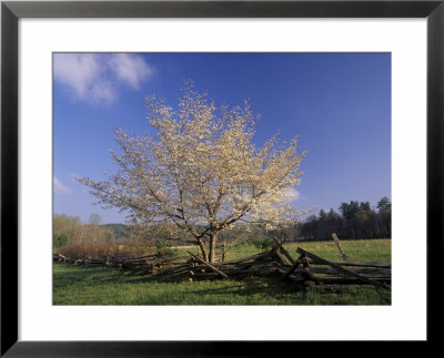 Flowering Dogwood Tree And Rail Fence, Great Smoky Mountains National Park, Tennessee, Usa by Adam Jones Pricing Limited Edition Print image