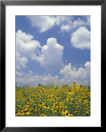 Black-Eyed Susans And Clouds, Oldham County, Kentucky, Usa by Adam Jones Pricing Limited Edition Print image