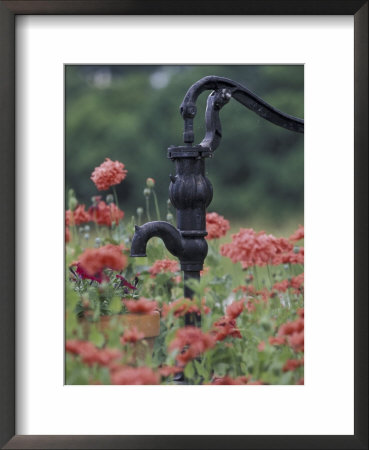 Hand Pump Among Poppies, Bardstown, Kentucky, Usa by Adam Jones Pricing Limited Edition Print image