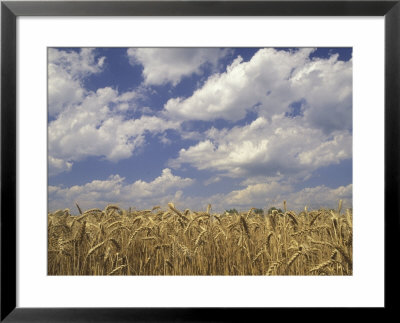 Wheat Crop And Clouds, Louisville, Kentucky, Usa by Adam Jones Pricing Limited Edition Print image