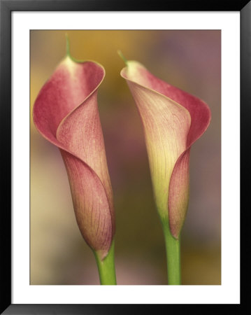 Calla Lily by Adam Jones Pricing Limited Edition Print image