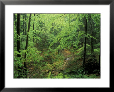 Lush Hardwood Forest, Big South Fork National River And Recreation Area, Kentucky, Usa by Adam Jones Pricing Limited Edition Print image